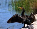 Cormorant with Wings Open