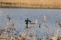 Cormorant With Wings Stretched out -Ham Wall RSPB Nature Reserve, Somerset, UK