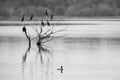 Cormorants and anhingas perching on dead tree on lake, flock of birds on clear background, Yala National Park, Sri Lanka, exotic Royalty Free Stock Photo