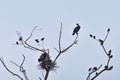 Cormorants around thieer nest and crows in the branches of a dead tree Royalty Free Stock Photo