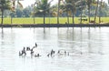 Cormorants in Backwaters in Kerala, India Royalty Free Stock Photo