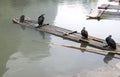 Cormorants and bamboo raft Royalty Free Stock Photo