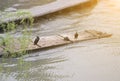 Cormorants and bamboo raft Royalty Free Stock Photo