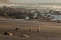 Cormorants basking on beach Royalty Free Stock Photo
