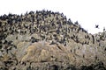 Cormorants on Bird Rock 31394