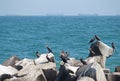 Cormorants on the Black Sea shore with distant ships in background Royalty Free Stock Photo