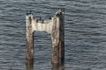 Cormorants