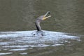 Cormorant playing while it's fishing