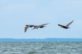 Cormorants in flight above Vanern Vastra Gotlands