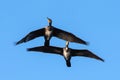 Cormorants in flight, blue sky background. Bottom view.