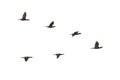 Cormorants in flight Royalty Free Stock Photo