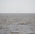 Cormorants flying over the sea Royalty Free Stock Photo