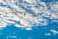 Cormorants Follow The Leader Royalty Free Stock Photo