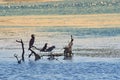 Cormorants in sunset light - Danube Delta, landmark attraction in Romania. Summer seascape