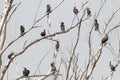 Cormorants, this group of migratory birds takes a break on trees Royalty Free Stock Photo