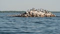 Cormorants, Herring Gulls, and Common Terns Perch on Hennepin Is Royalty Free Stock Photo