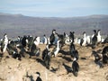 Cormorants Imperial Shags Royalty Free Stock Photo