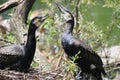 Cormorants In Love