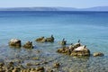 Cormorants off the Punat Coast in Krk, Croatia Royalty Free Stock Photo