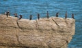 Cormorants on the Pancake Rocks