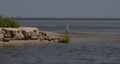 Cormorants and pelicans fish and rest in the Danube Reserve in the Black Sea near the cane