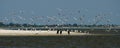 Cormorants and pelicans fish and rest in the Danube Reserve in the Black Sea near the cane