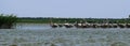 Cormorants and pelicans fish and rest in the Danube Reserve in the Black Sea near the cane