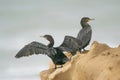 Cormorants perched on a rock on the seashore