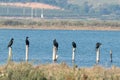 cormorants on perches in marsh Royalty Free Stock Photo