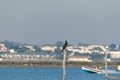 cormorants on perches in marsh Royalty Free Stock Photo