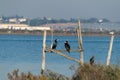 cormorants on perches in marsh Royalty Free Stock Photo