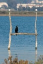 cormorants on perches in marsh Royalty Free Stock Photo