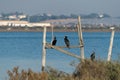 cormorants on perches in marsh Royalty Free Stock Photo