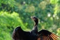 Cormorants or Phalacrocoracidae Royalty Free Stock Photo