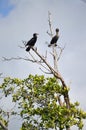 Cormorants (Phalacrocoracidae) Placencia, Belize Royalty Free Stock Photo