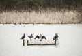 Cormorants phalacrocoracidae resting on calm lake in Spring Royalty Free Stock Photo