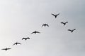 Cormorants Phalacrocorax carbo group silhouette flying high up in a V formation against the cloudy sky. Bird migration concept. Royalty Free Stock Photo