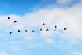 Cormorants Phalacrocorax Carbo Group Silhouette Flying High Up In A V Formation Against The Cloudy Sky. Bird Migration Concept.