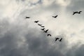 Cormorants Phalacrocorax carbo group silhouette flying high up in a V formation against the cloudy sky. Bird migration concept Royalty Free Stock Photo