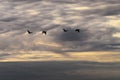 Cormorants Phalacrocorax carbo flying against the dramatic cloudy sky.