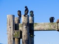 Cormorants on the piles Royalty Free Stock Photo