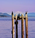 Cormorants on the piles