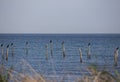 Cormorants on pillars