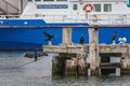 Cormorants in the port of Sassnitz