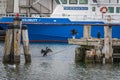 Cormorants in the port of Sassnitz