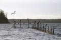 Cormorants and pound net Royalty Free Stock Photo