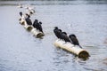 Cormorants resting on buoys, Lake Merritt, Oakland, California Royalty Free Stock Photo