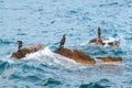 Cormorants resting on rocks splashed by ocean waves