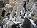 Cormorants on a rock Royalty Free Stock Photo