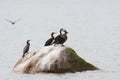 Cormorants on a rock